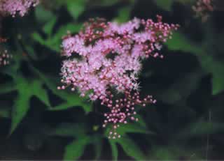 八方尾根の花 八方尾根の花