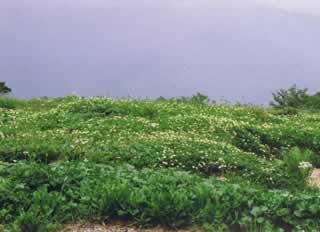 八方尾根のお花畑 八方尾根のお花畑